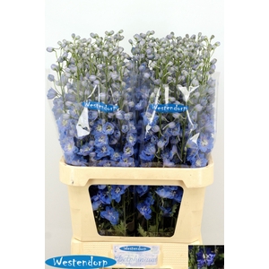 DELPH DU KI OCE BLUE