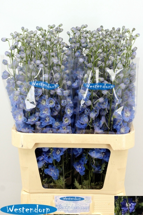 <h4>DELPH DU KI OCE BLUE</h4>