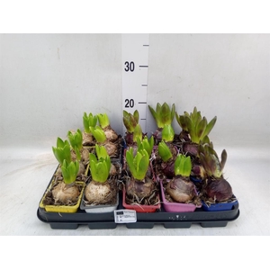 Hyacinthus orie.   ...mix 5