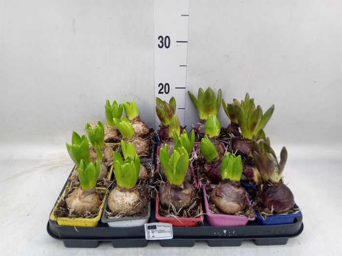 <h4>Hyacinthus orie.   ...mix 5</h4>