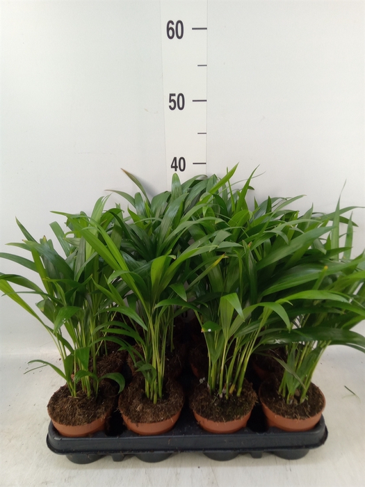 <h4>Dypsis lutescens   ...Chrysalidoca</h4>