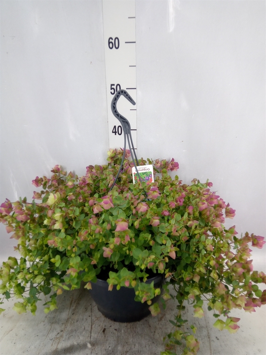 <h4>Origanum rotundif. 'Kent Beauty'</h4>