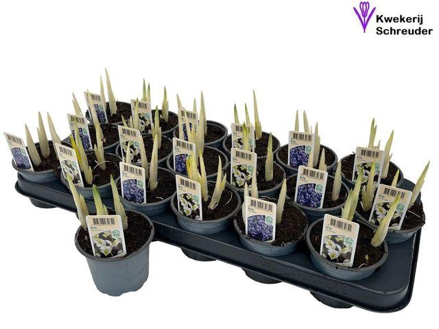 <h4>IRIS MIX P9</h4>