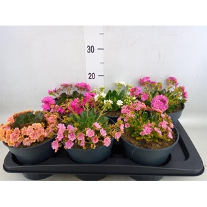 Lewisia  'Mountain Dreams'   ...mix