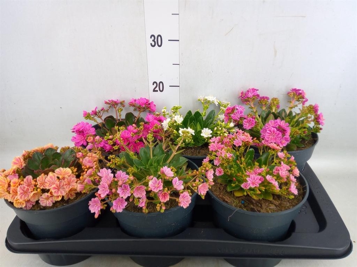 <h4>Lewisia  'Mountain Dreams'   ...mix</h4>
