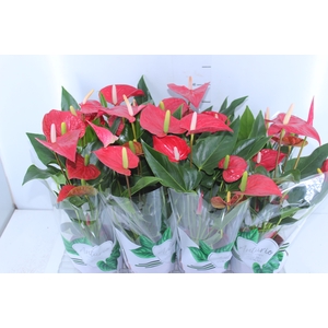 ANTHURIUM FELICITA P15 VERMELHO