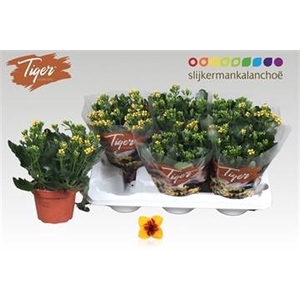 KALANCHOE TIGER YELLOW P15