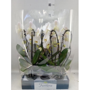 Phalaenopsis   ...white