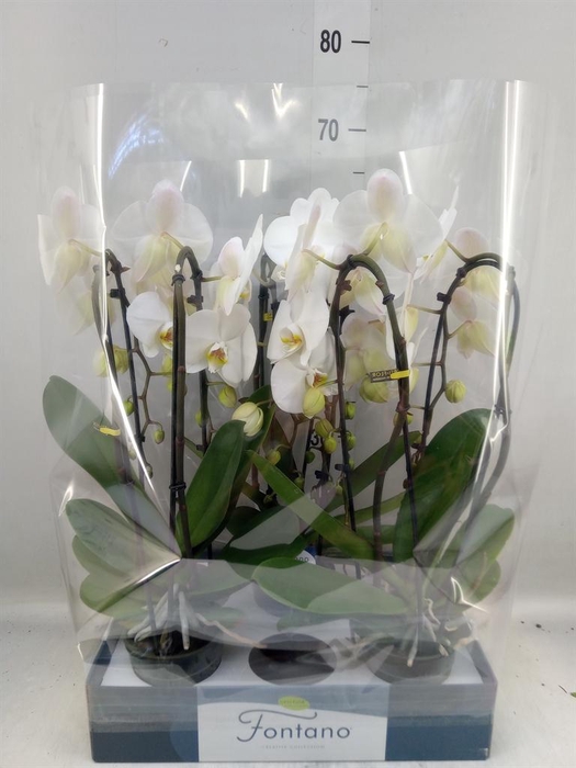 <h4>Phalaenopsis   ...white</h4>