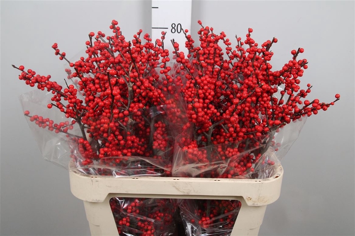 <h4>Ilex Mag Supreme Red</h4>