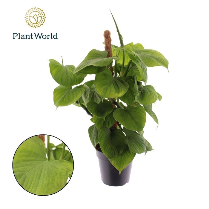 <h4>Philodendron Fibrum Mosstok</h4>