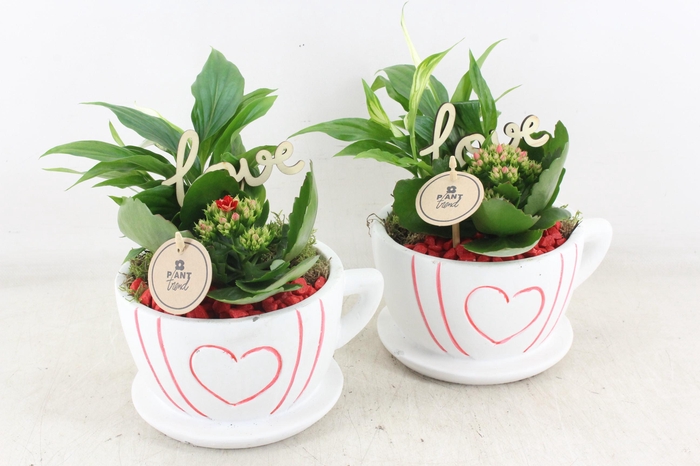 Arr2 Pl - Ker. Kop&schotel Met Hart - Rood