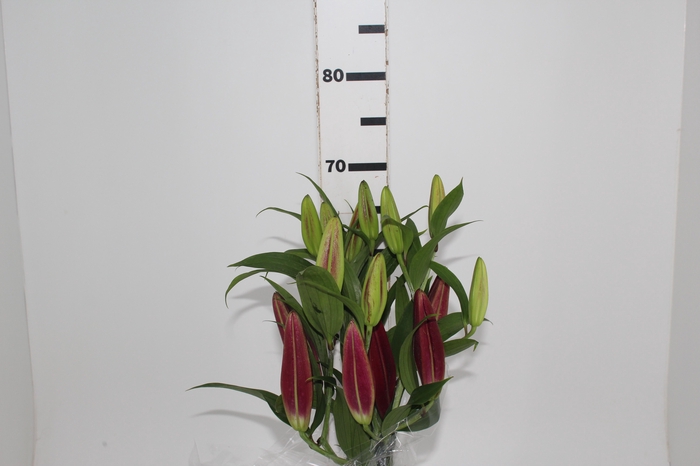 <h4>LIRIO TOUCHSTONE 080 CM HT 3/5 FLS</h4>