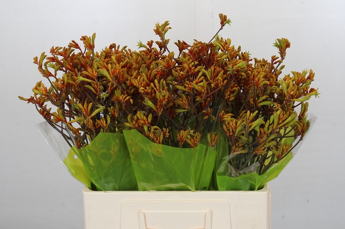 <h4>Kangaroo Paw Bush Sunset</h4>