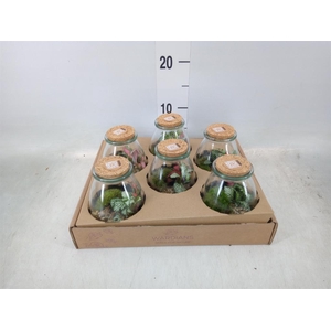 Arr.   Kamerplant Groen H%