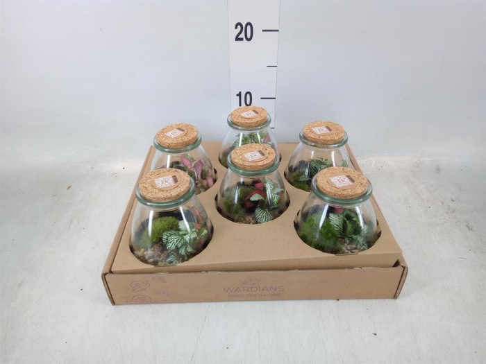 <h4>Arr. Kamerplant Groen H%</h4>