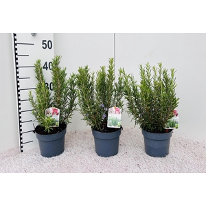 Rosamarinus officinalis standup