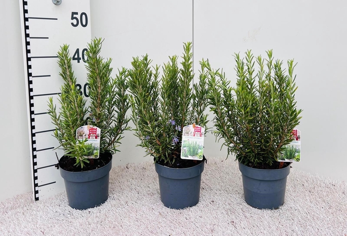 <h4>Rosamarinus officinalis standup</h4>