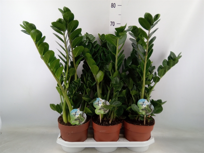 <h4>Zamioculcas zamiifolia 'Midori'</h4>