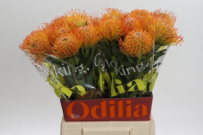 <h4>Nutans Ayoba Sun</h4>