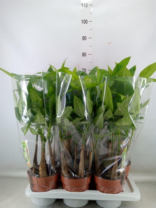 <h4>Pachira aquatica</h4>