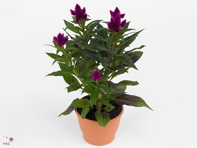 CEL DEEP PURPLE