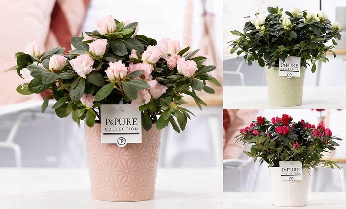 <h4>1st class Azalea mix in P&PURE Juliette ceramics ass. 3</h4>