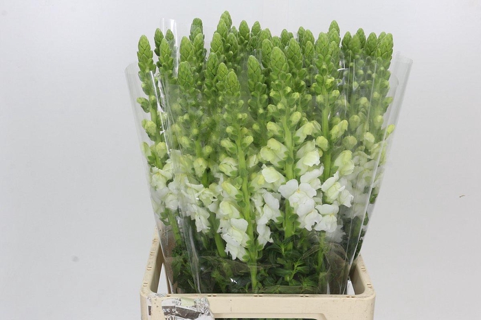<h4>Antirrhinum Potomac Early White</h4>