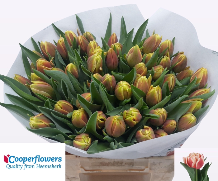 <h4>TU DU CONCORDE</h4>