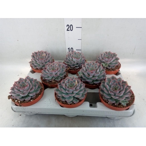 Echeveria  'Hercules'