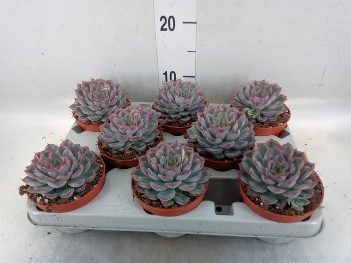 <h4>Echeveria 'Hercules'</h4>