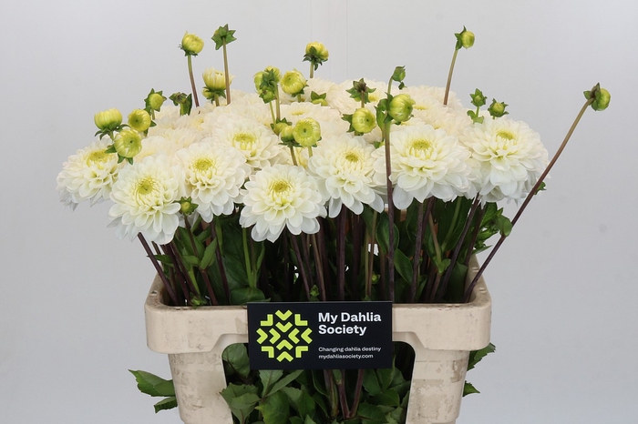 <h4>Dahlia Never Give Up</h4>