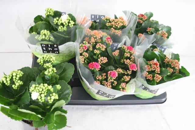 <h4>KAL GE GEM 4 KL</h4>