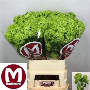 Viburnum Roseum St 90cm 4+