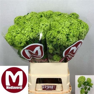 Viburnum Roseum St 90cm 4+