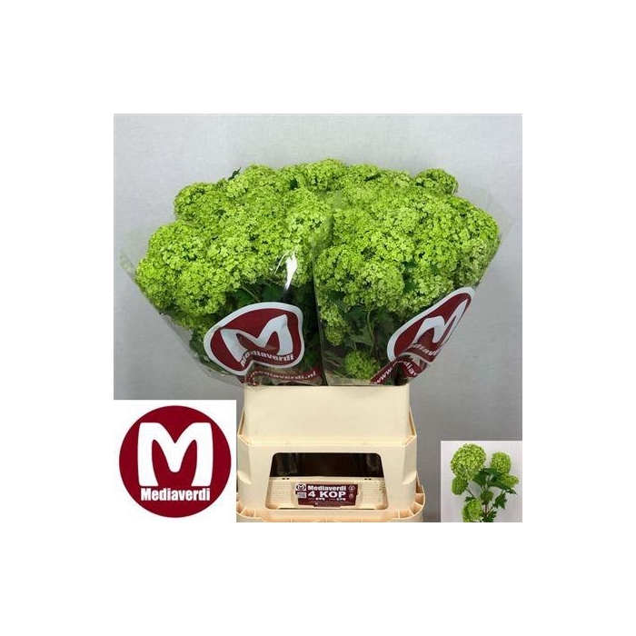 <h4>Viburnum Roseum St 90cm 4+</h4>