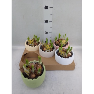 Arr.  Narcissus Tete Tete L%