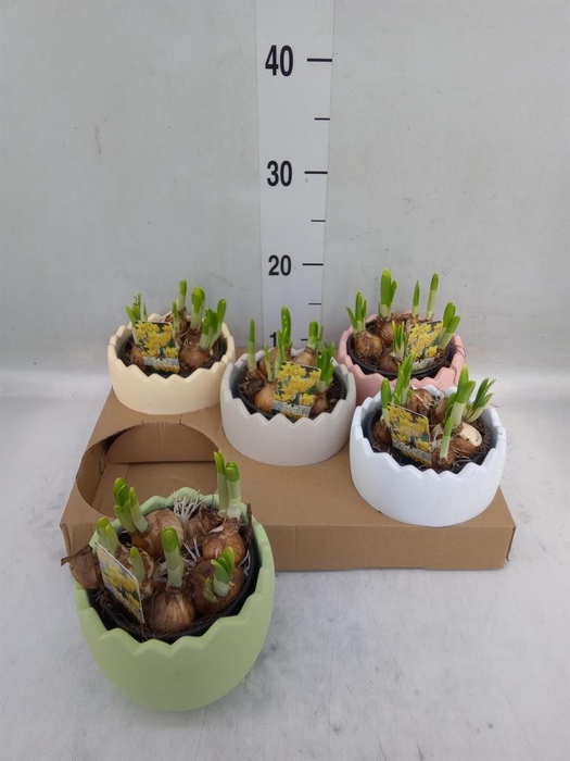 <h4>Arr.  Narcissus Tete Tete L%</h4>