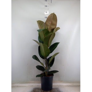 Ficus elastica 'Robusta'