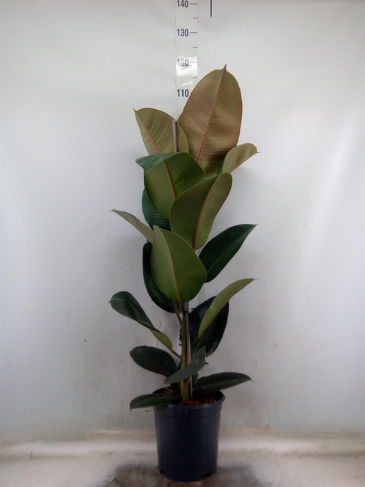 <h4>Ficus elastica 'Robusta'</h4>