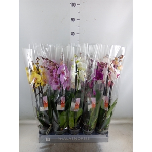 Phalaenopsis   ...mix  8