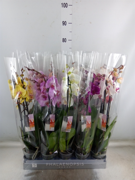 <h4>Phalaenopsis   ...mix  8</h4>