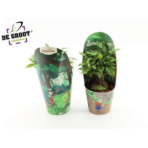 Sprookjesboom Benjamin OV