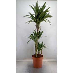 Dracaena fr de 'Warneckei'