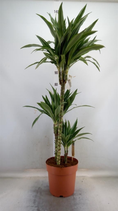 <h4>Dracaena fr de 'Warneckei'</h4>