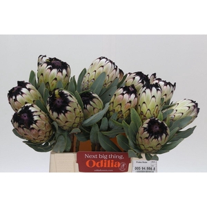 Protea Niobe