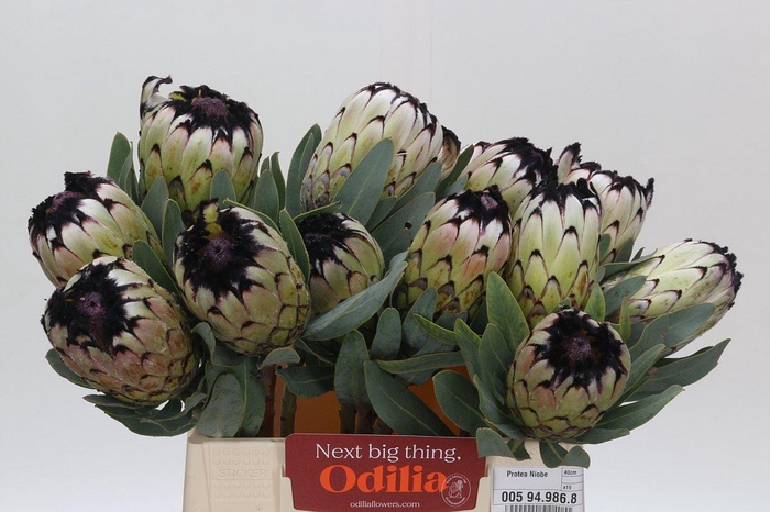 Protea Niobe