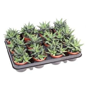 Haworthia   ...