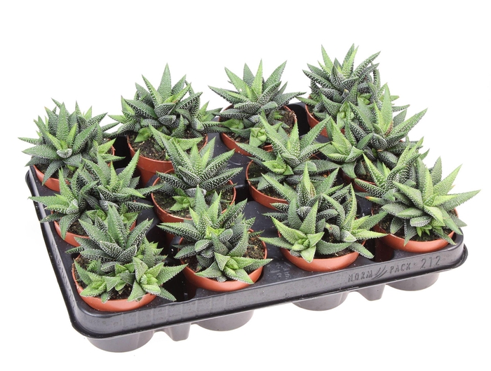 <h4>Haworthia   ...</h4>