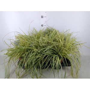 Carex hachijoensis 'Evergold'
